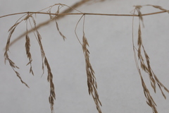 Poa palustris