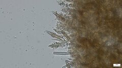 Phlebiopsis crassa