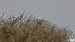 Phlebiopsis crassa