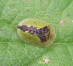 Cassida vibex