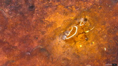 Phlebiopsis crassa
