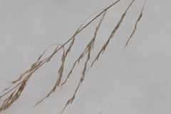 Poa palustris