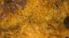 Phlebiopsis crassa