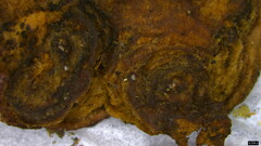 Phlebiopsis crassa