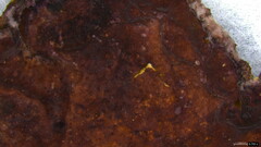 Phlebiopsis crassa