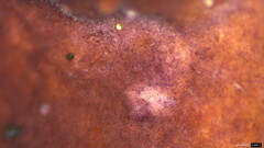 Phlebiopsis crassa