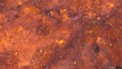 Phlebiopsis crassa