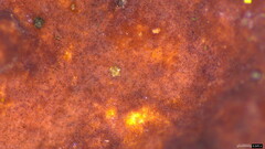 Phlebiopsis crassa