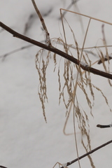 Poa palustris