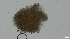 Phlebiopsis crassa