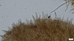 Phlebiopsis crassa