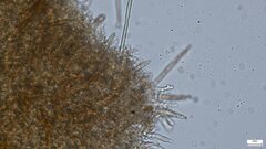 Phlebiopsis crassa