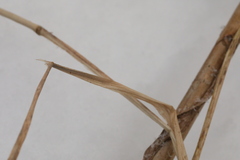 Poa palustris