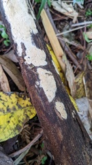Agaricomycetes