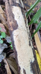 Agaricomycetes