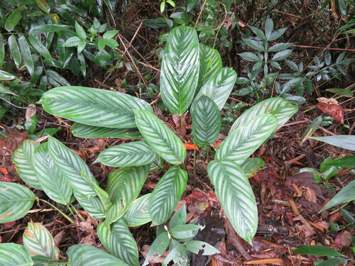 Image of Ctenanthe oppenheimiana by (c) Nicolas Olejnik, some rights reserved (CC BY)