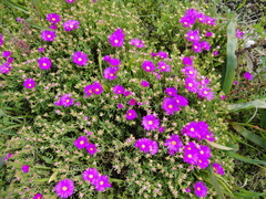 Ruschieae