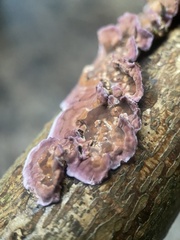 Chondrostereum purpureum