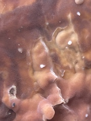 Chondrostereum purpureum