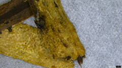 Agaricomycetes