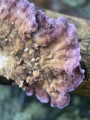 Chondrostereum purpureum