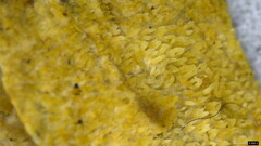 Agaricomycetes