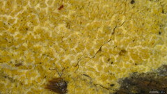 Agaricomycetes