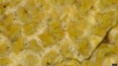 Agaricomycetes