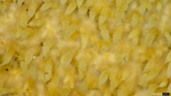 Agaricomycetes
