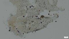 Agaricomycetes