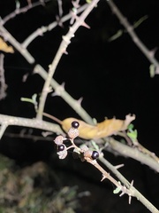 Zanthoxylum schinifolium