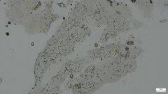 Agaricomycetes