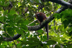 Plecturocebus discolor