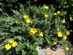 Argentina tugitakensis