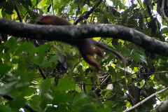 Plecturocebus discolor