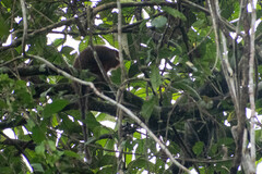 Plecturocebus discolor