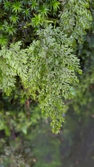 Hymenophyllum punctisorum