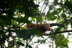 Plecturocebus discolor