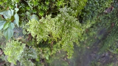 Hymenophyllum punctisorum
