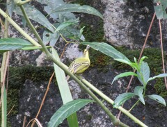 Todirostrum poliocephalum