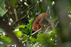 Plecturocebus discolor