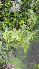 Hymenophyllum punctisorum