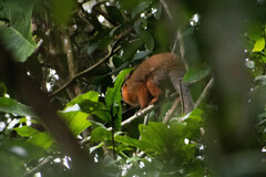 Plecturocebus discolor