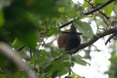 Plecturocebus discolor