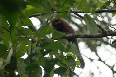 Plecturocebus discolor