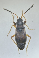Scolopostethus thomsoni