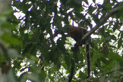 Plecturocebus discolor