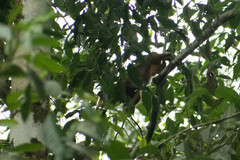 Plecturocebus discolor