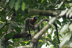 Saguinus tripartitus
