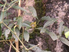 Todirostrum poliocephalum